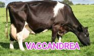 Rincoglionimento e sputtanamento per VACCANDREA